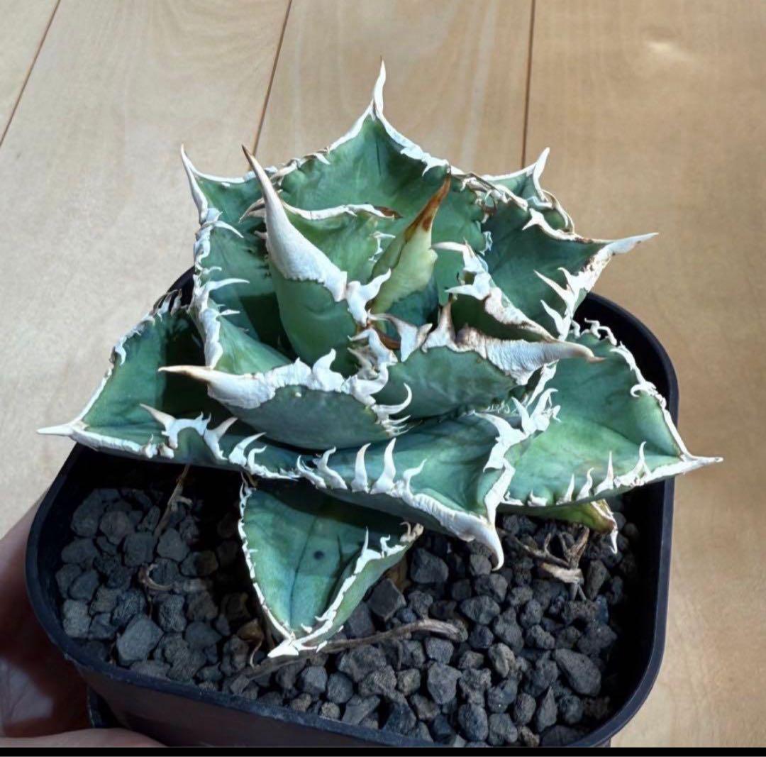 【鉢ごとメルカリ宅急便】アガベ チタノタ 大白鯊【置配・白棘・独特の鋸歯・低重心 鉢ごと発送】アガベ チタノタ 大白鯊【白棘・独特の鋸歯・低重心・強