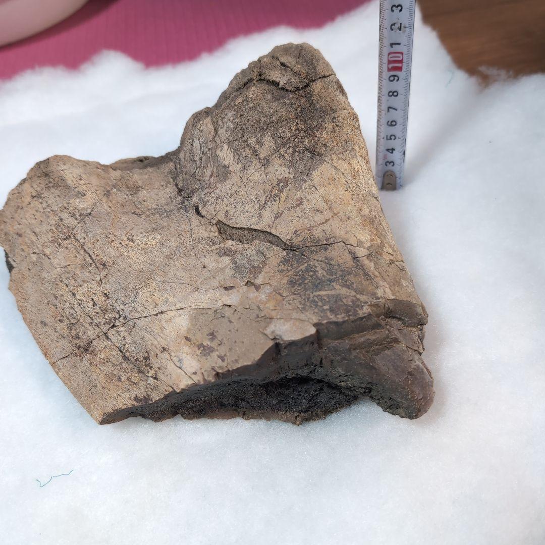 本物特大 博物館級 恐竜 ハドロサウルスの脛骨 化石 モンタナ ネーム