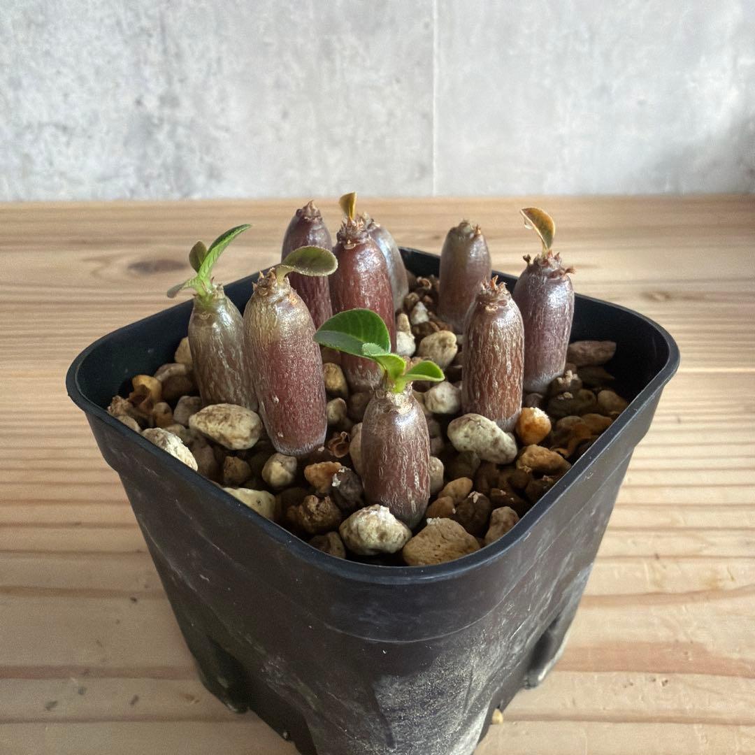 9株セット パキポディウムウィンゾリー 国内実生株 - メルカリ