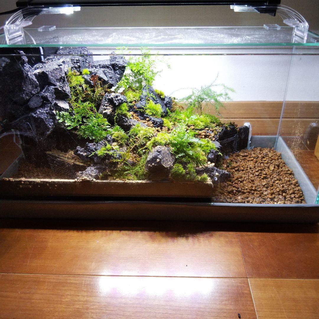 完成品】滝の流れるアクアテラリウム イモリウム 苔 水槽 苔テラリウム
