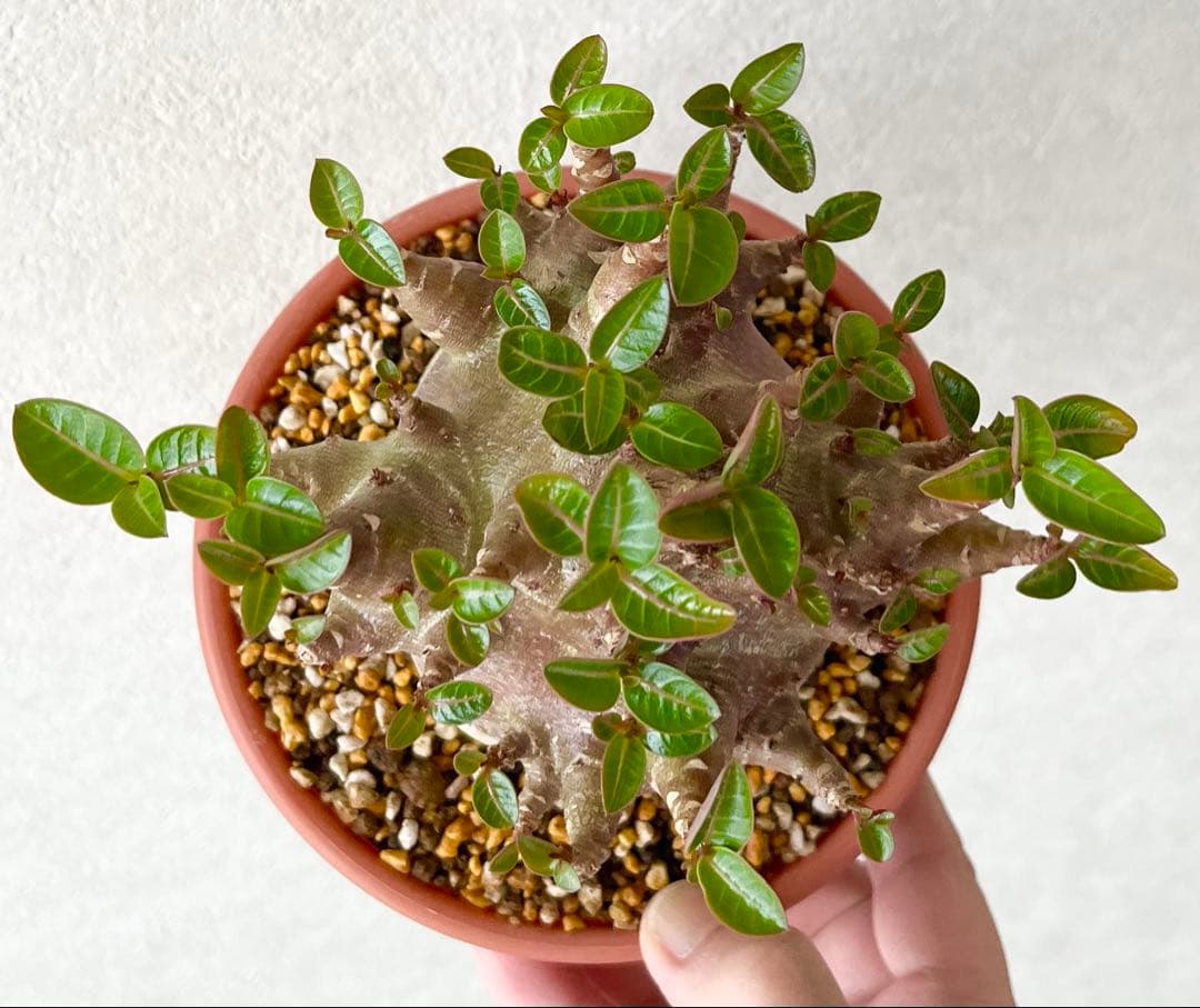 ブラックスキン/ドワーフ 】アデニウム アラビカム ワンガンルアンダム