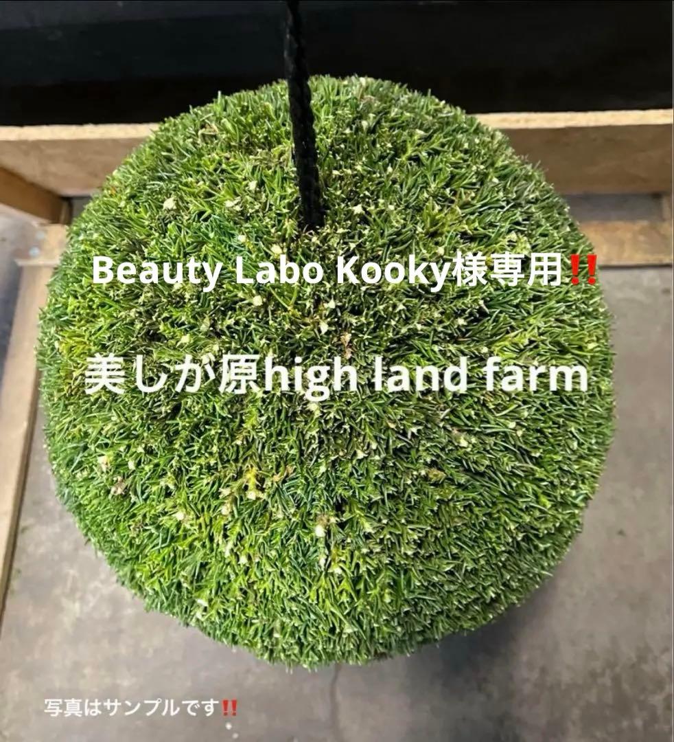 杉玉　約50センチ‼️お客様ご注文品♪ 杉玉 大玉 （約50cm） | 楠玉屋