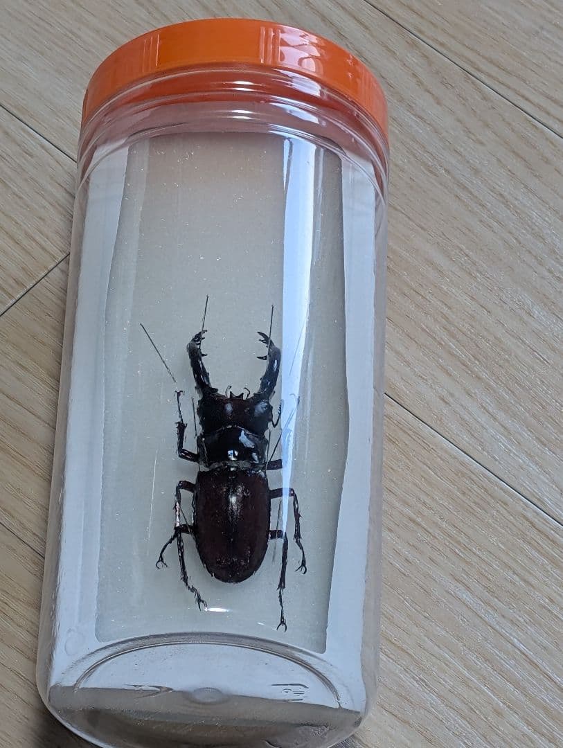 標本まとめ売り クワガタ11匹