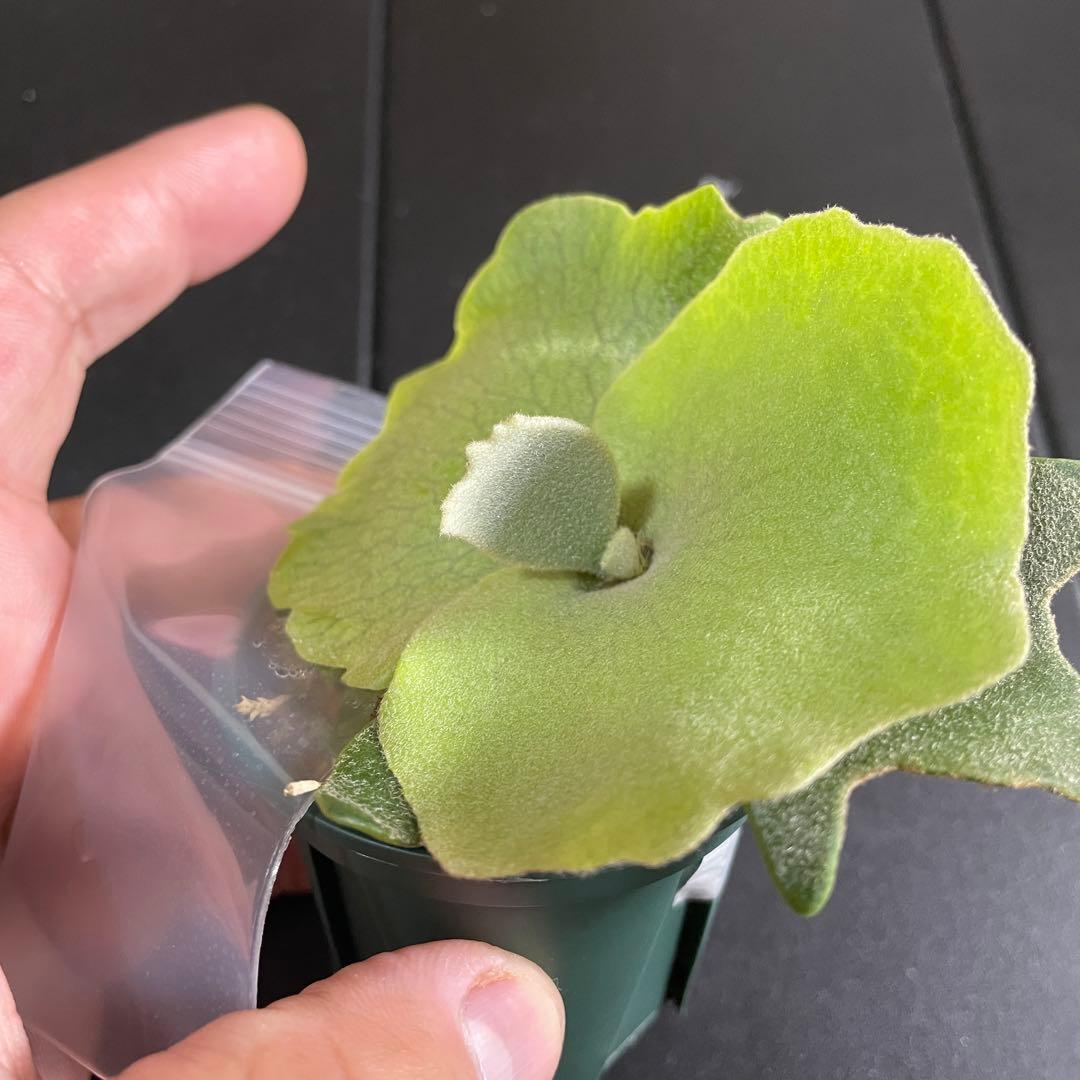 P. willinckii Nano spore ビカクシダウィリンキーナノ② - メルカリ