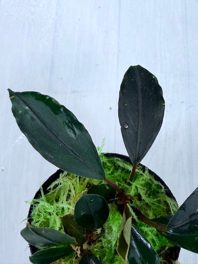 ⭐︎ブセファランドラ モトレィアーナ 濃黒青個体2株植え/パダワン 根