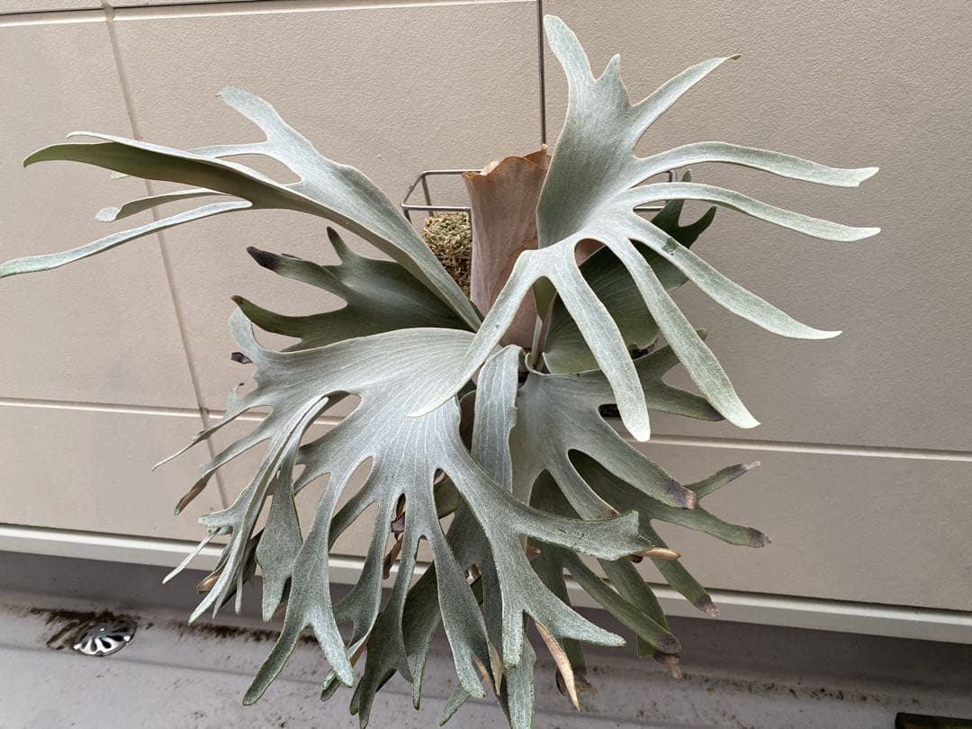 ビカクシダ ホワイトギズモ White gizmo - メルカリ