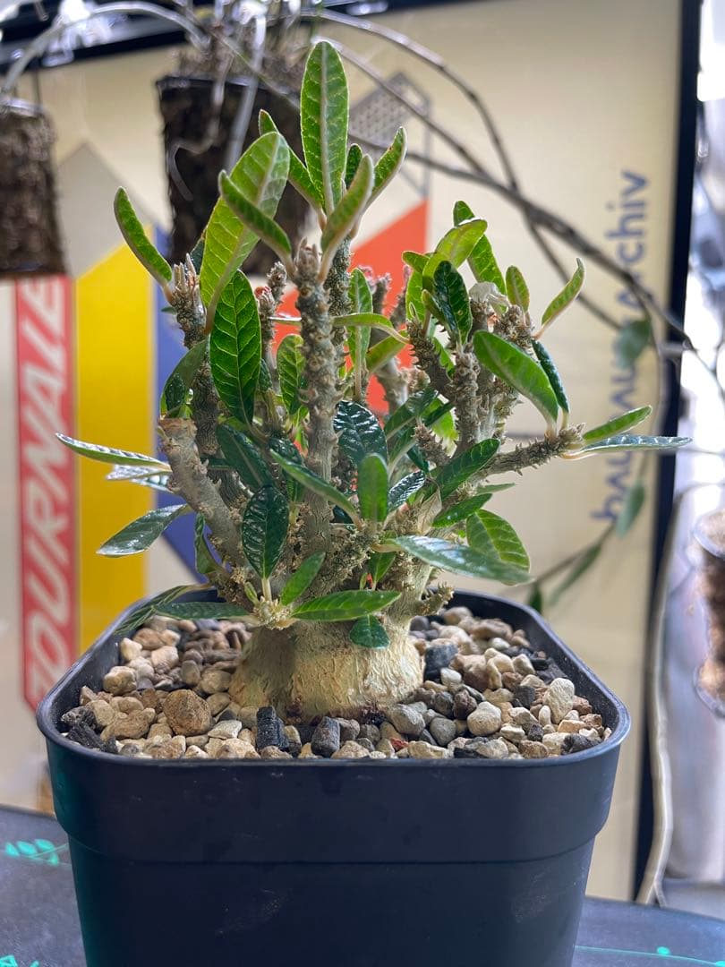 ドルステニアギガスブラータ - メルカリ