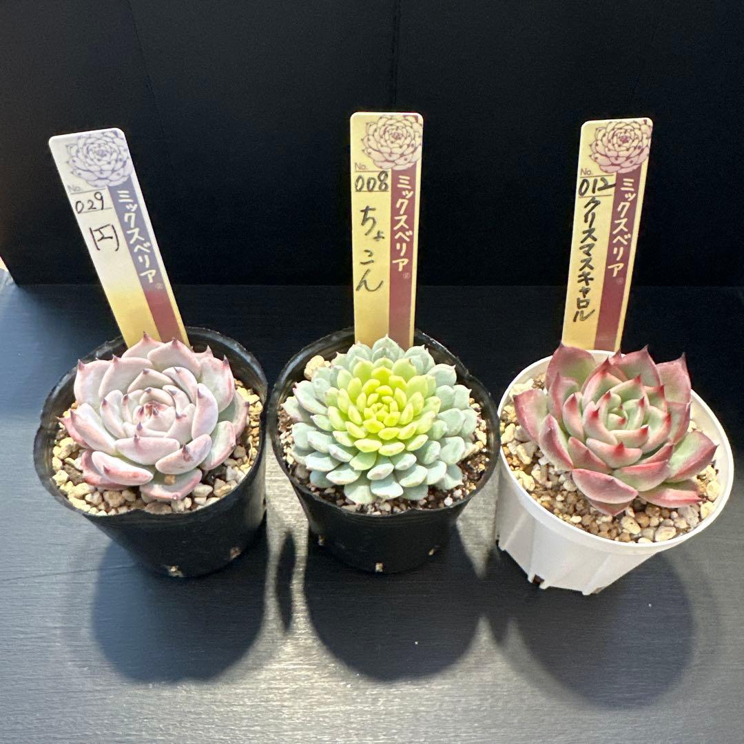 ア*サ様 おらいさん苗10点セット　まだまだ可愛いくなりますのでお楽しみに♡ 札