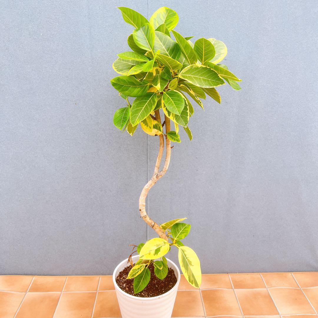 現品 フィカス ゴムの木 アルテシマ 曲り 25番 インテリアグリーン