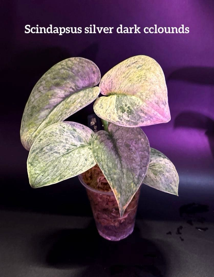 安価フラワー・ガーデニング - スキンダプサス 綺麗な斑入り セット F1