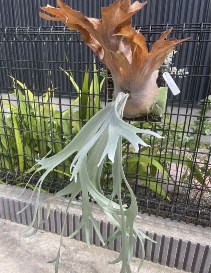 P.willinckii White rose ホワイトローズ 胞子 ビカクシダ - メルカリ