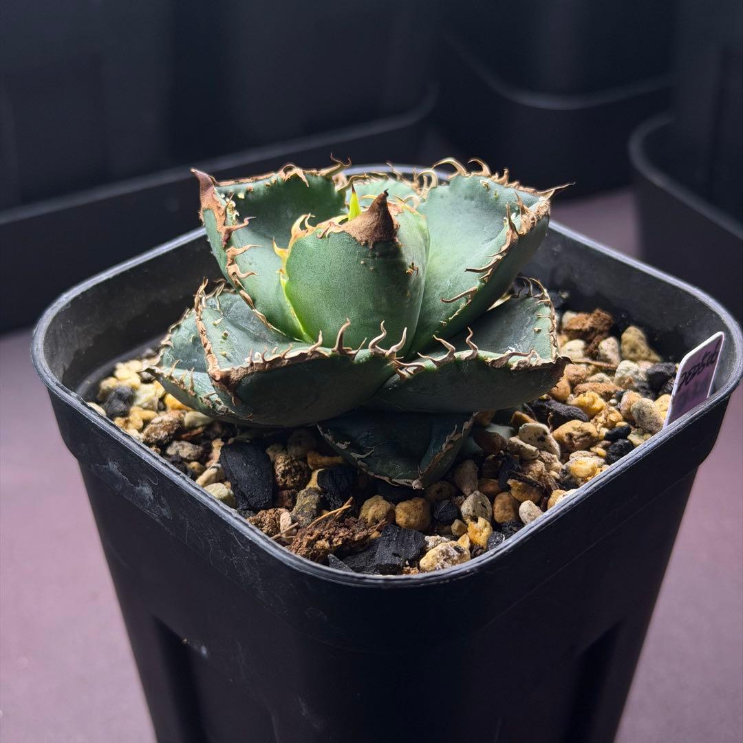 麻花龍　oc子株　アガベ　抜き苗配送　※鉢植配送希望の場合コメントください