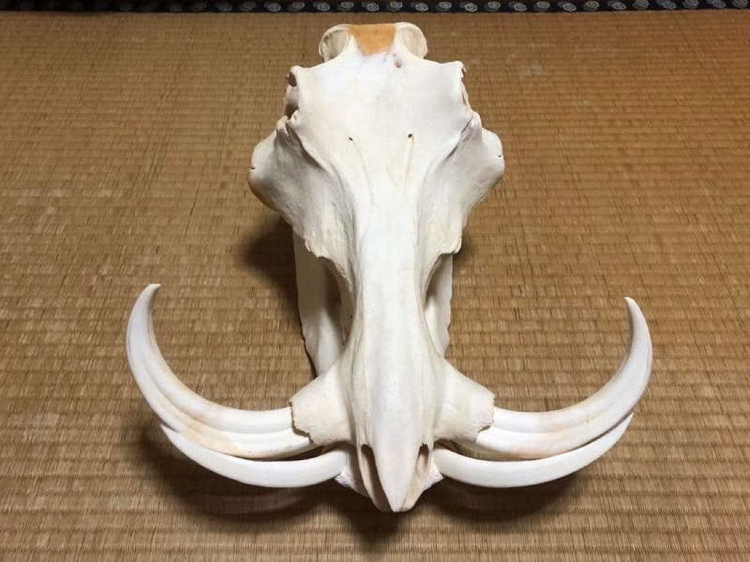 ※ pukupiku8thunder 最大級！イボイノシシの頭骨 pukupiku8thunder様専用 最大級！イボイノシシの頭骨 - メルカリ