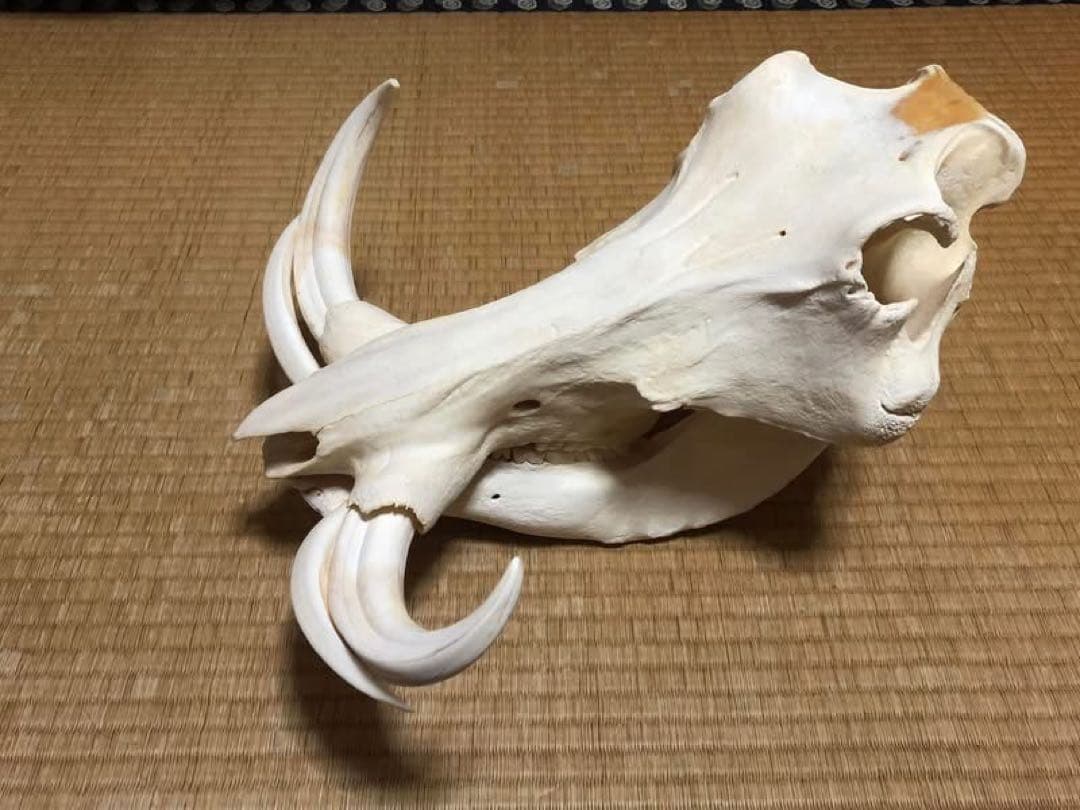 pukupiku8thunder様専用 最大級！イボイノシシの頭骨 - メルカリ