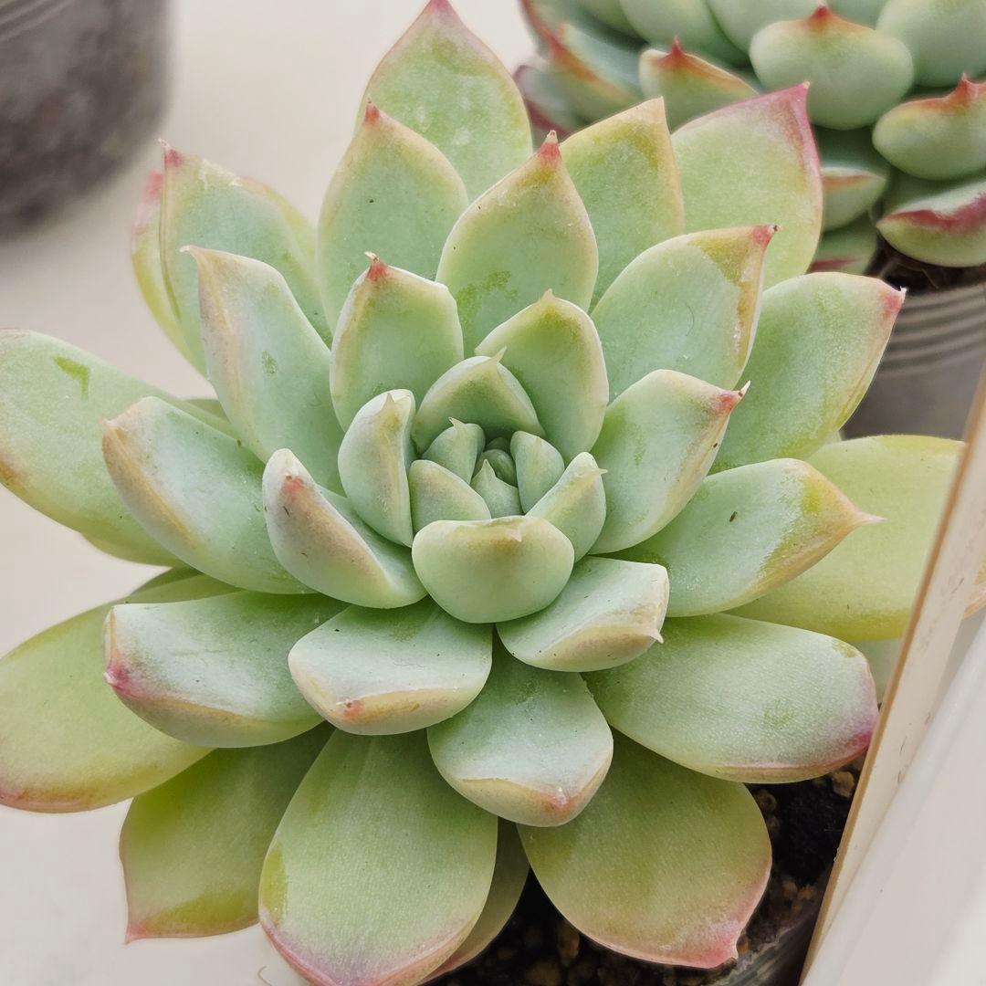 ㊹大きめ ももホイップ❣️ミニマカロン交❣️ルーフ交配❣️発根済6苗