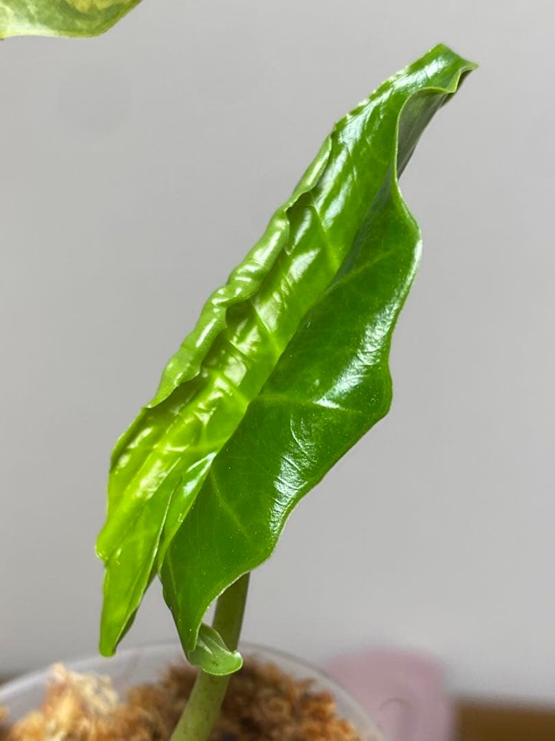 自*間様 【超希少‼️】アロカシア ポルトドラ/ポルトラ 斑入り