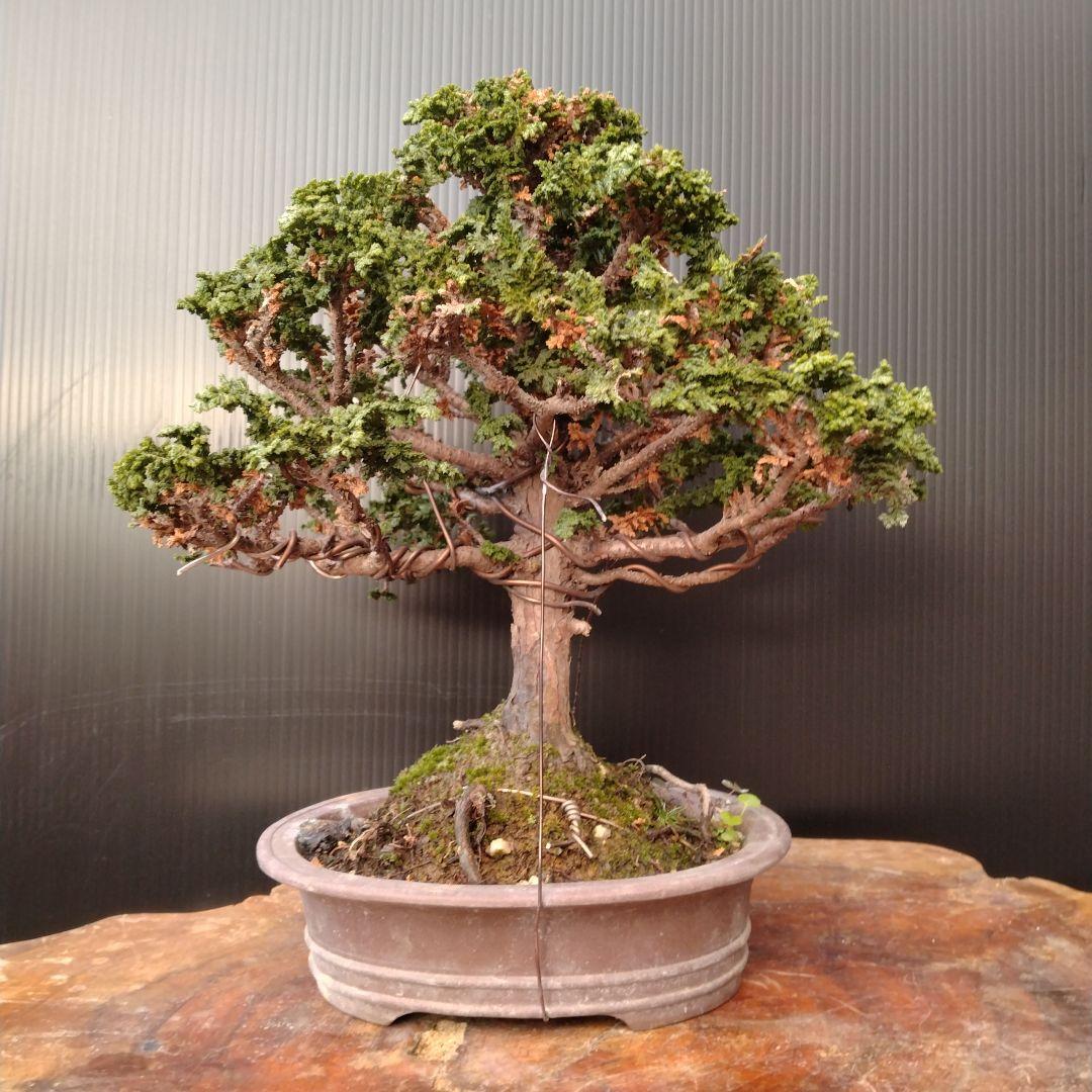 石化ヒノキ盆栽、小品盆栽 石化ヒノキ 約35年 | 雨竹亭オンラインショップ