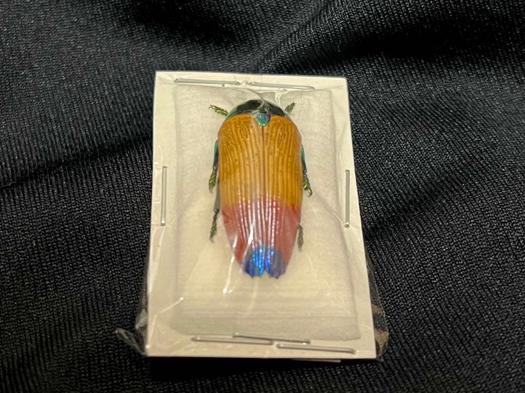 ラスト1匹のみ】珍品・ムカシタマムシの一種 標本 タマムシ 昆虫標本