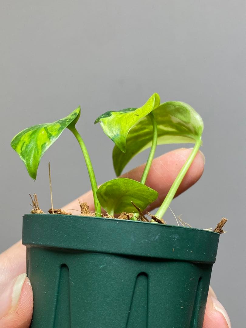 超希少‼️超極斑‼️】モンステラ エレクトロライト 斑入り レア 人気