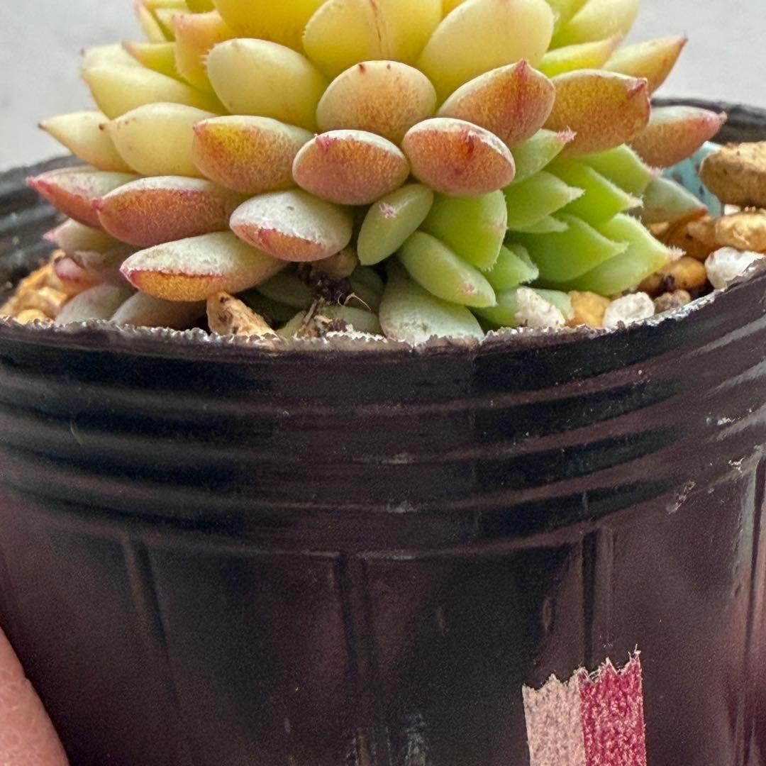 no. 682 ちょこん おらいさん ミックスベリア 札なし 抜き苗 多肉