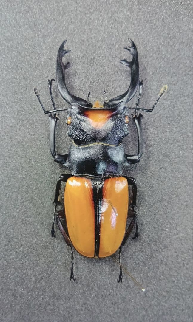 ※良型　ヤスオカツヤクワガタ♂野外標本 ブルマイスターツヤクワガタ♂92mmレプリカ標本 : オオクワ京都昆虫館