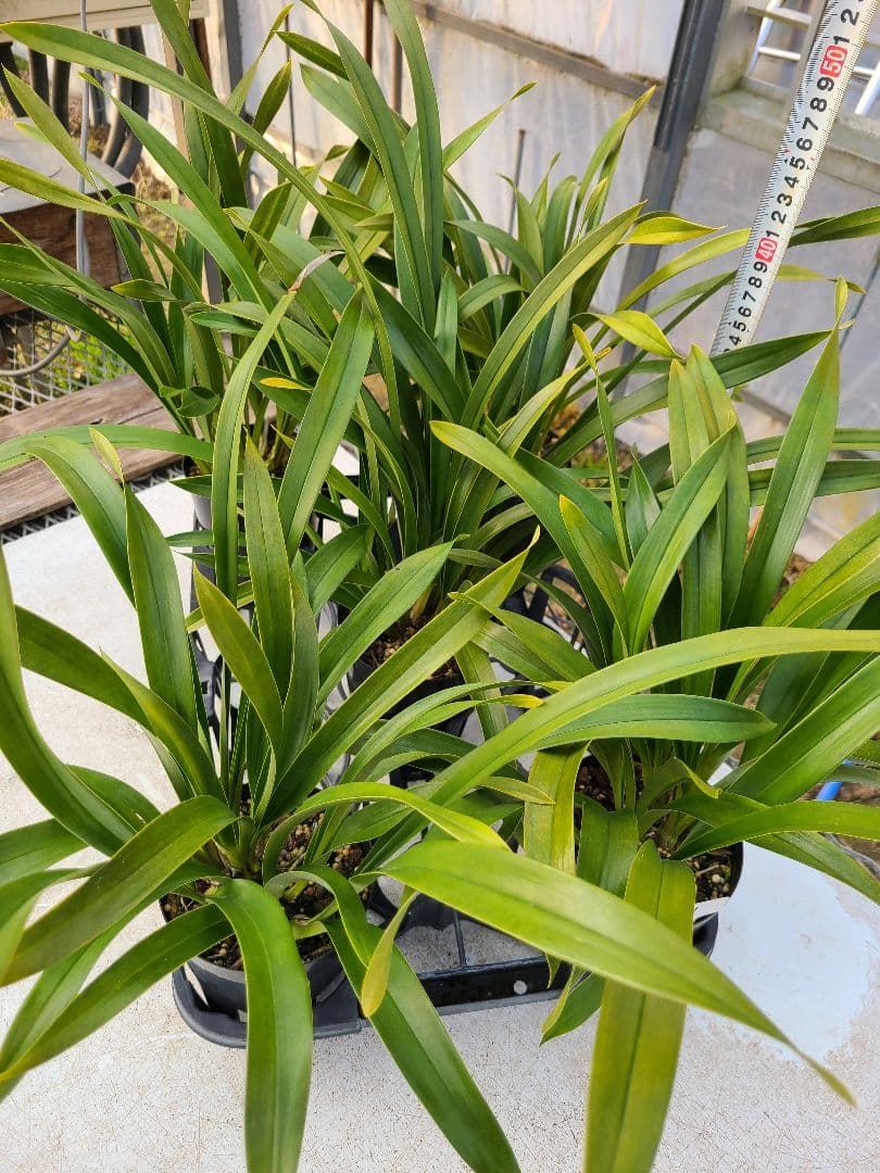 ミスマフェット。花芽合計27個。5鉢セット。蜜蜂誘引蘭。日本蜜蜂