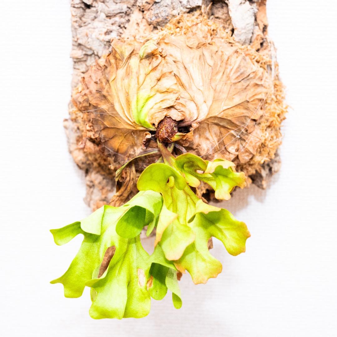 ビカクシダ リドレイ´ドワーフ´ コルク付けB ビカクシダ リドレイ