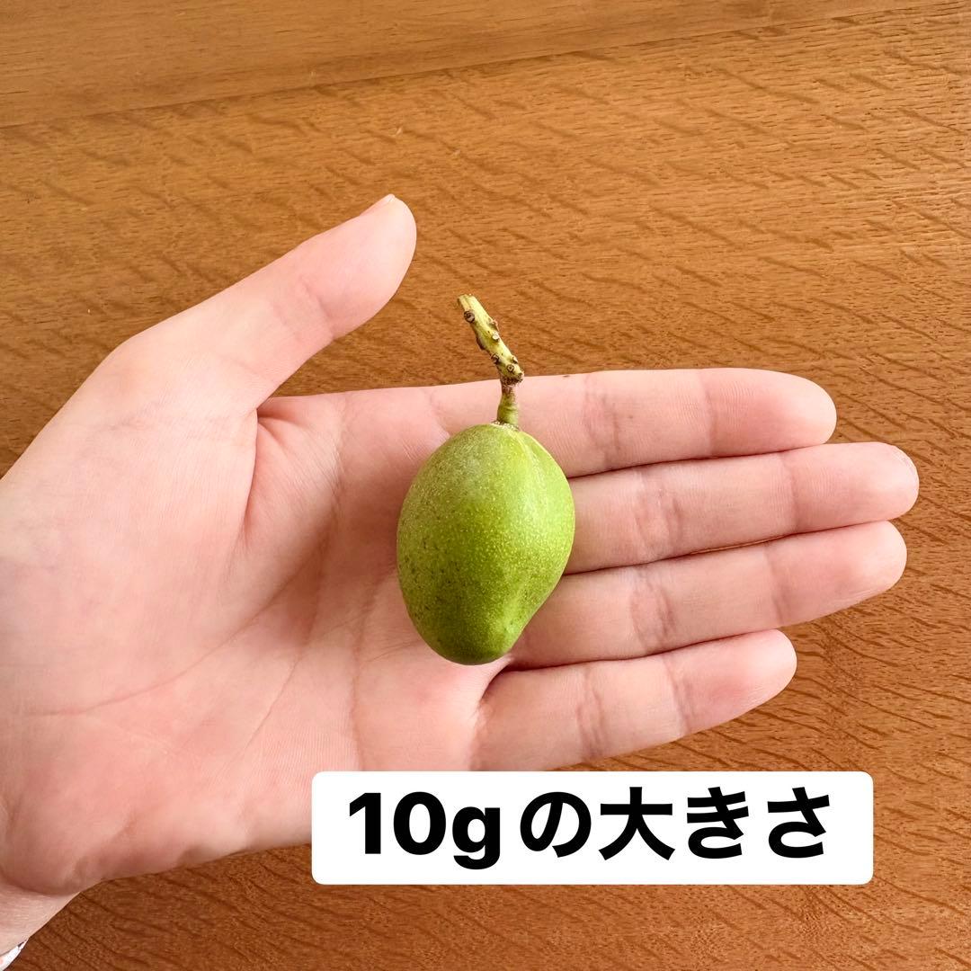 宮崎県産摘果マンゴー・グリーンマンゴー約2.6kg(10~120g) - メルカリ