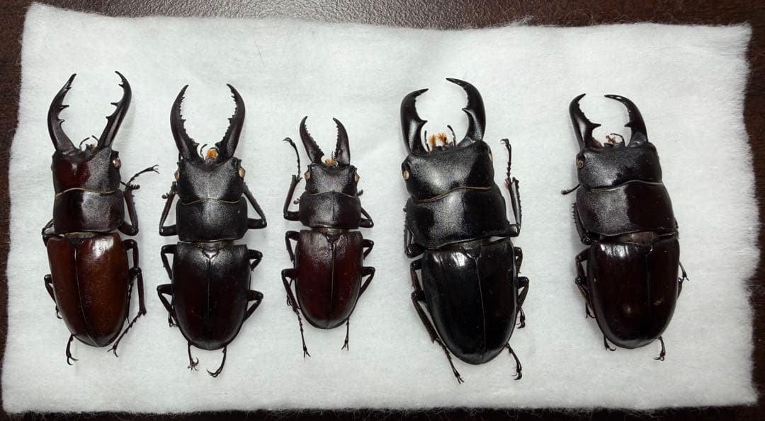 ★ムシキング出品★ 中古】ムシキング 032：モーレンカンプオオカブト - メルカリ