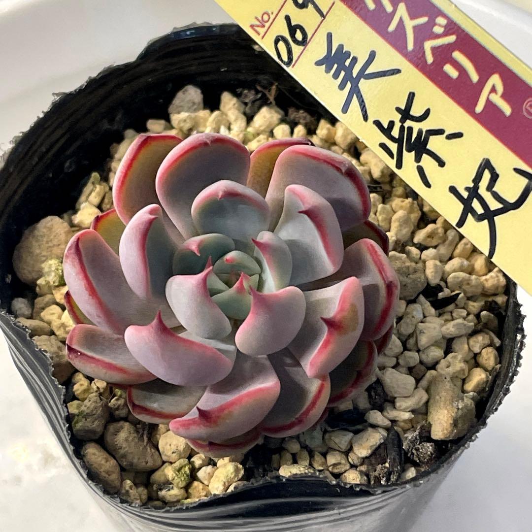 超美株！ 葉数多い ミックスベリア 美紫妃 抜き苗 第4種発送 - メルカリ