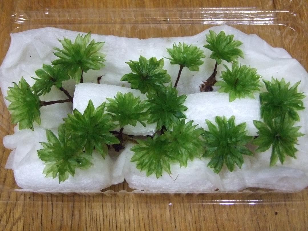 teru3様専用 コケ各種3.5トレーとカサゴケ1Pタマゴケ2P - メルカリ