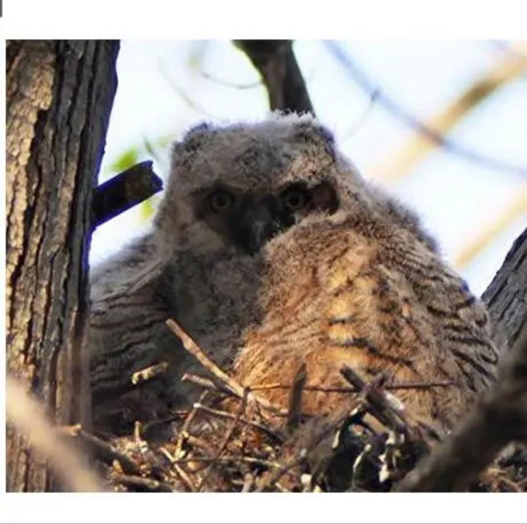 期間限定！お早めに！OLYMPUSとパナソニック用ミラーレスカメラに対応