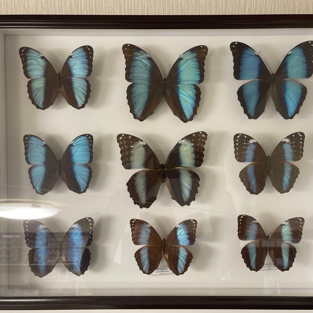 アキレスモルフォ9頭UVドイツ箱 Amazon.co.jp: 昆虫標本箱（ドイツ箱）昭和55年からの実績 ドイツ箱