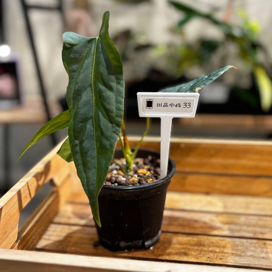 33 アンスリウム ポルティラエ×パピリラミナムRL - メルカリ