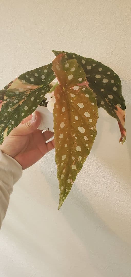 ベゴニア・マクラータ斑入り株の出品です。