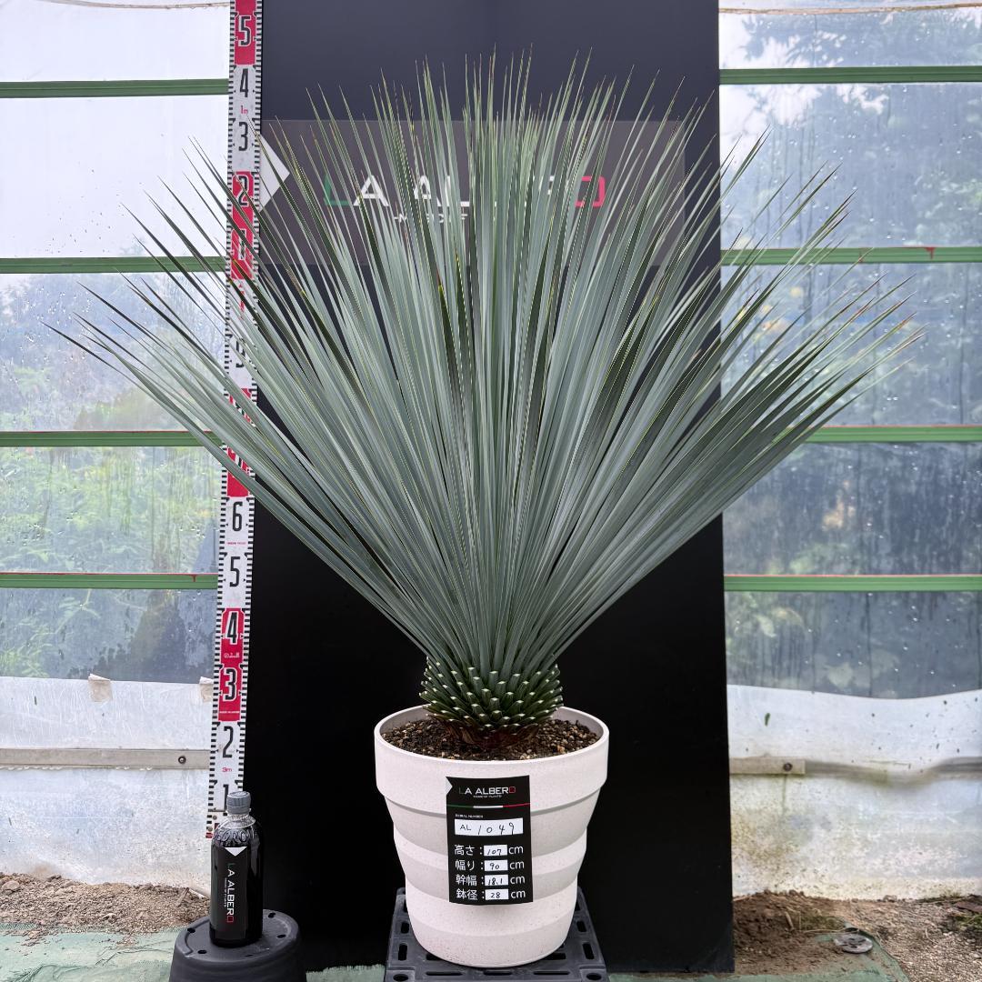 AL1049】ユッカ ロストラータ ランチョブルー 数量限定販売 - メルカリ