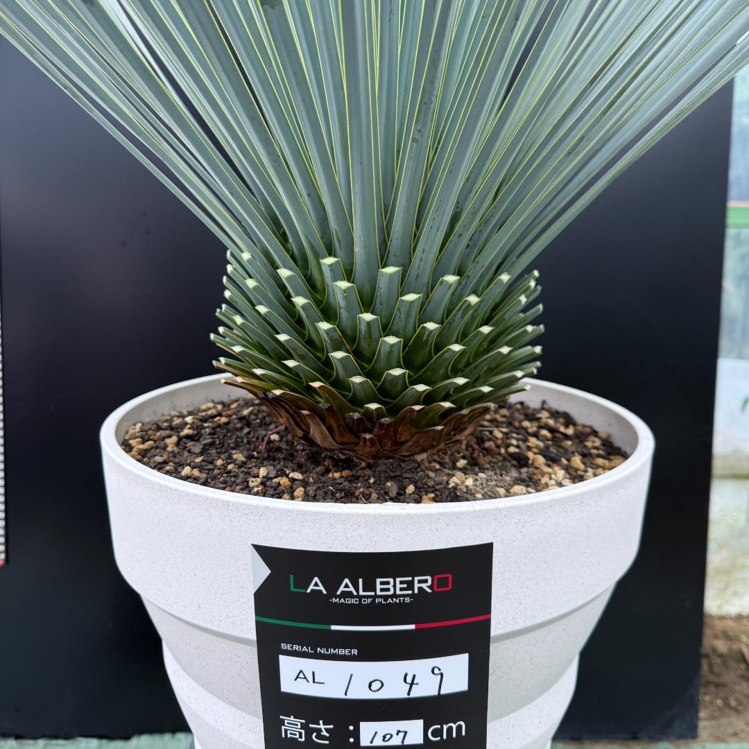 AL1049】ユッカ ロストラータ ランチョブルー 数量限定販売 - メルカリ