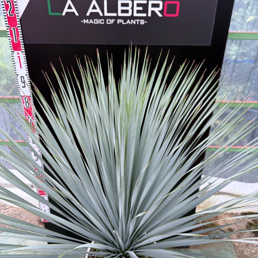 AL1049】ユッカ ロストラータ ランチョブルー 数量限定販売 - メルカリ