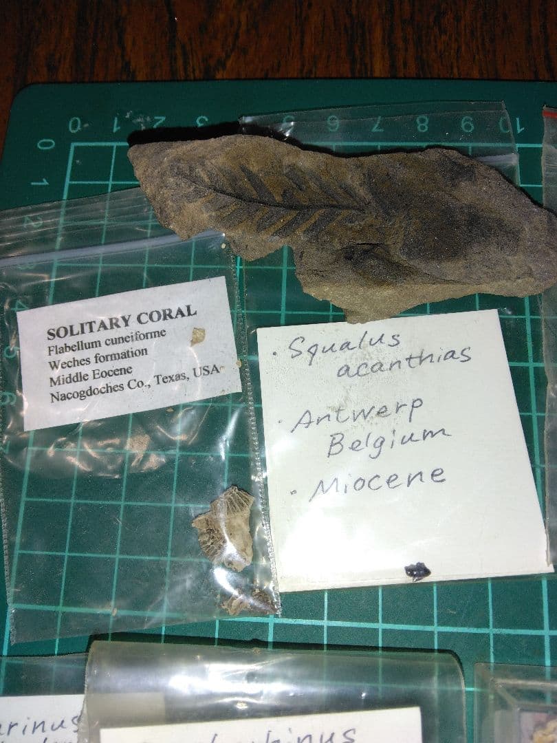 世界の化石 まとめ売り 化石 アンモナイト 巻き貝 ウミユリ サメの歯化石