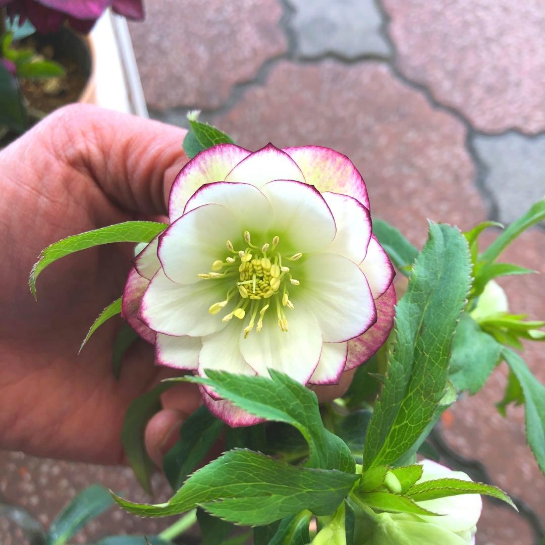 新春大特価 クリスマスローズ 八重 5種セット 平田園芸 花付き現品発送