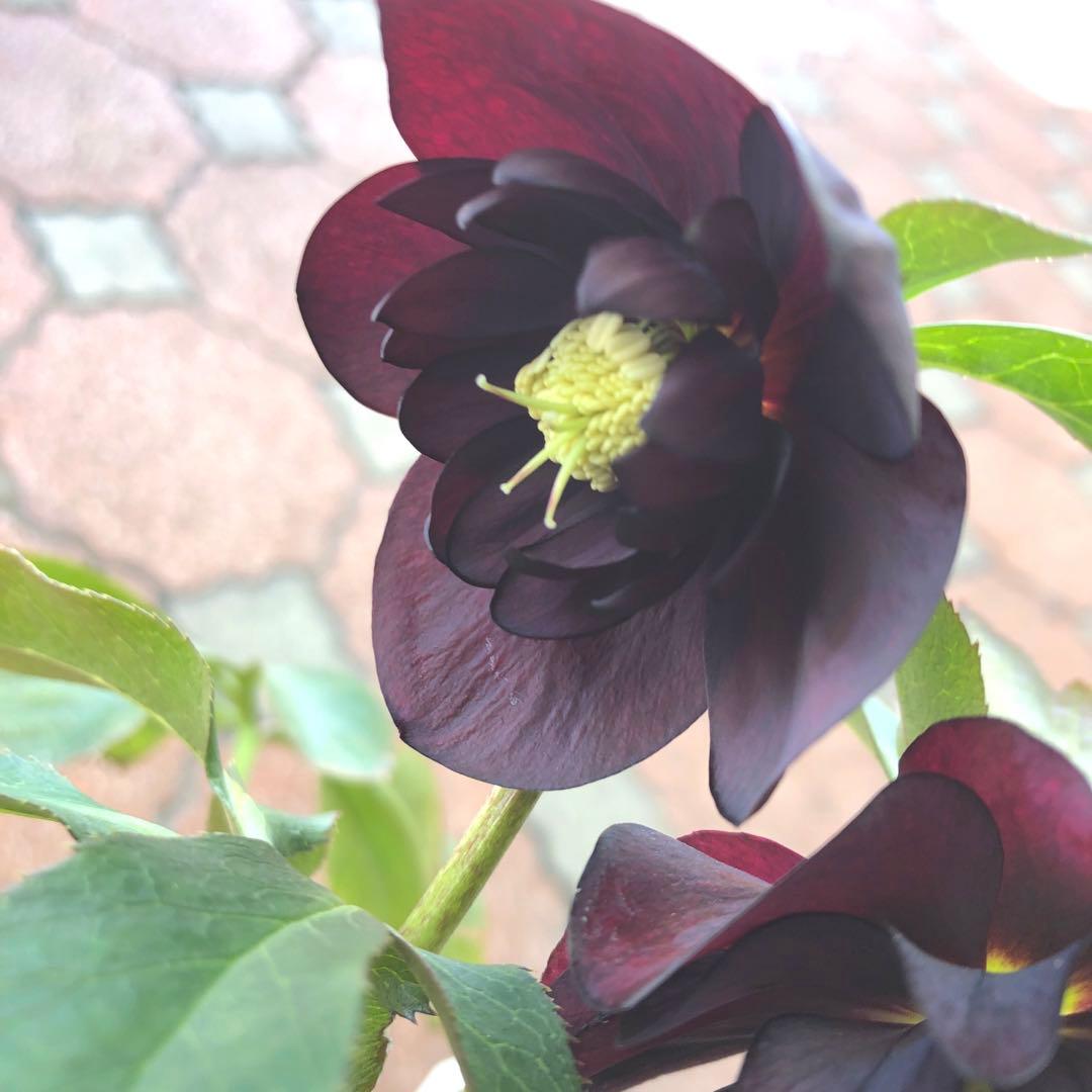 新春大特価 クリスマスローズ 八重 5種セット 平田園芸 花付き現品発送