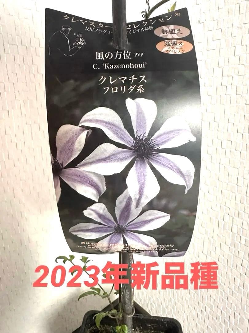 クレマチス 風の方位 新品種 - メルカリ
