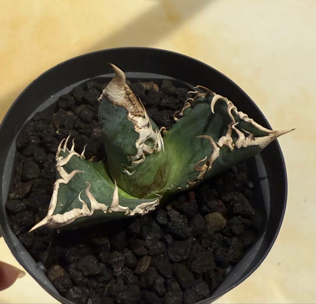 鉢ごと発送】アガベ チタノタ 大白鯊【白棘・独特の鋸歯・低重心・強