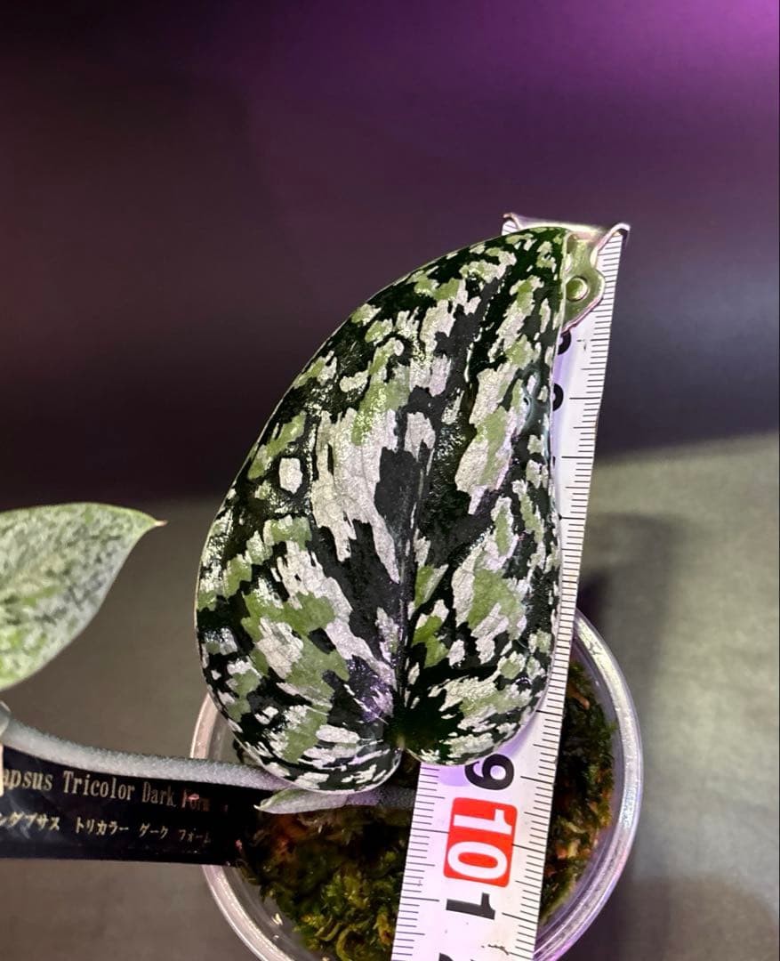 スキンダプサス 綺麗な セットL2の通販はau PAY マーケット - 輸入雑貨