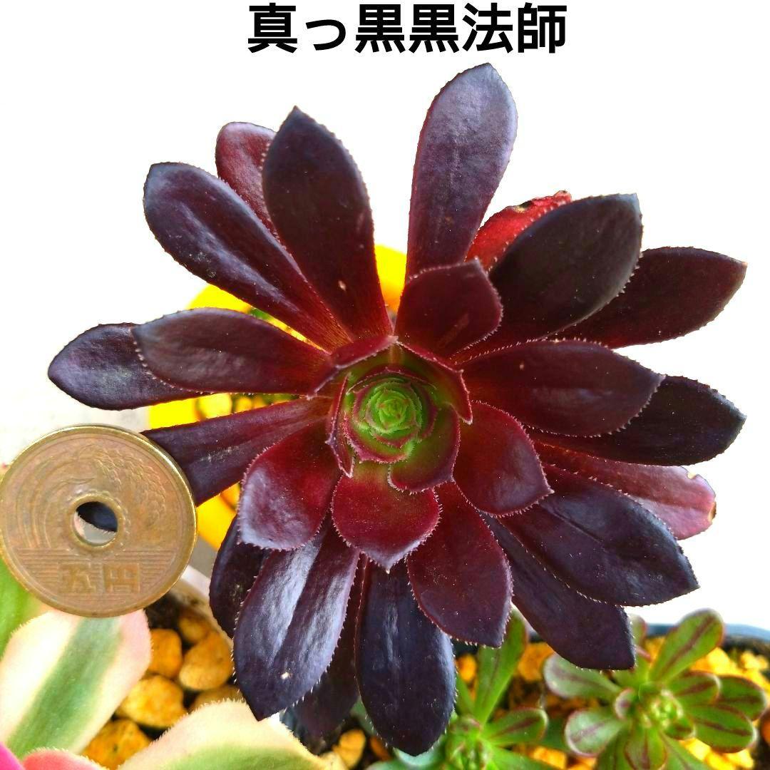 多肉植物アエオニウム ピンクウィッチ シャネル含む4種類セット 抜き