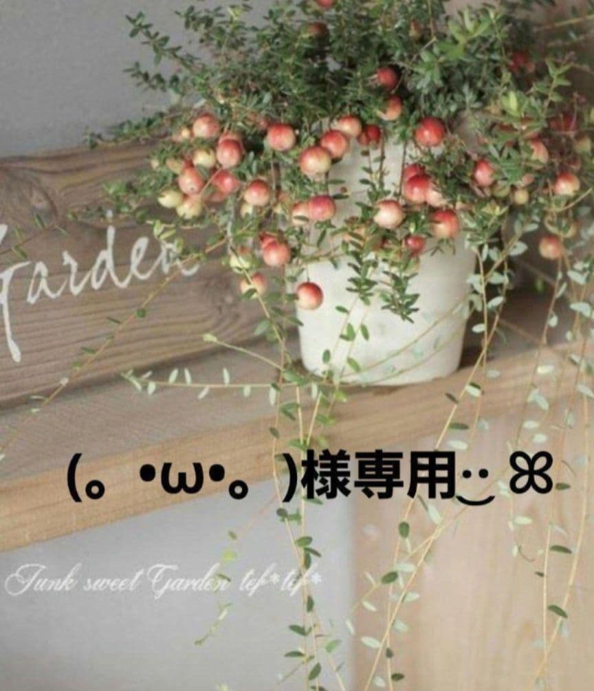 (。•ω•。)﻿ページですᕷ*.° 2023 Kawasaki Z900 ABS Motorcycles Louisville Tennessee A60846 A60846