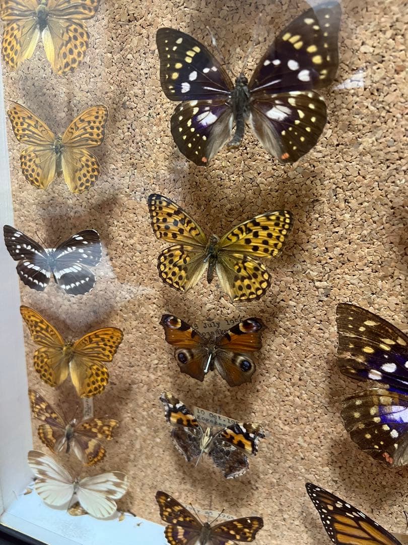 ドイツ空箱2点と蝶標本1点3セット 黒50x42x6cm蝶か