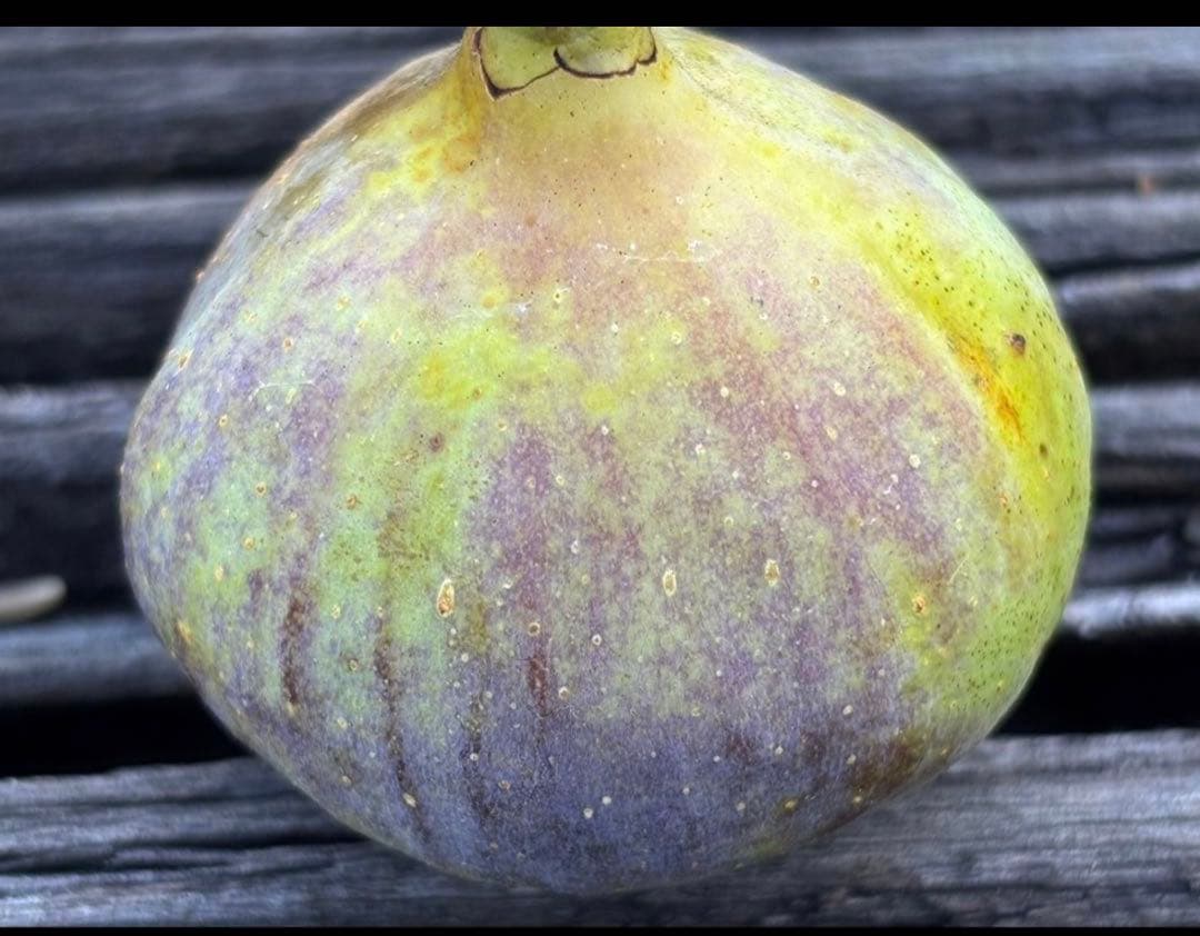 凪 様 イチジク 専用出品 000000119639-01.jpg?size=l&w=