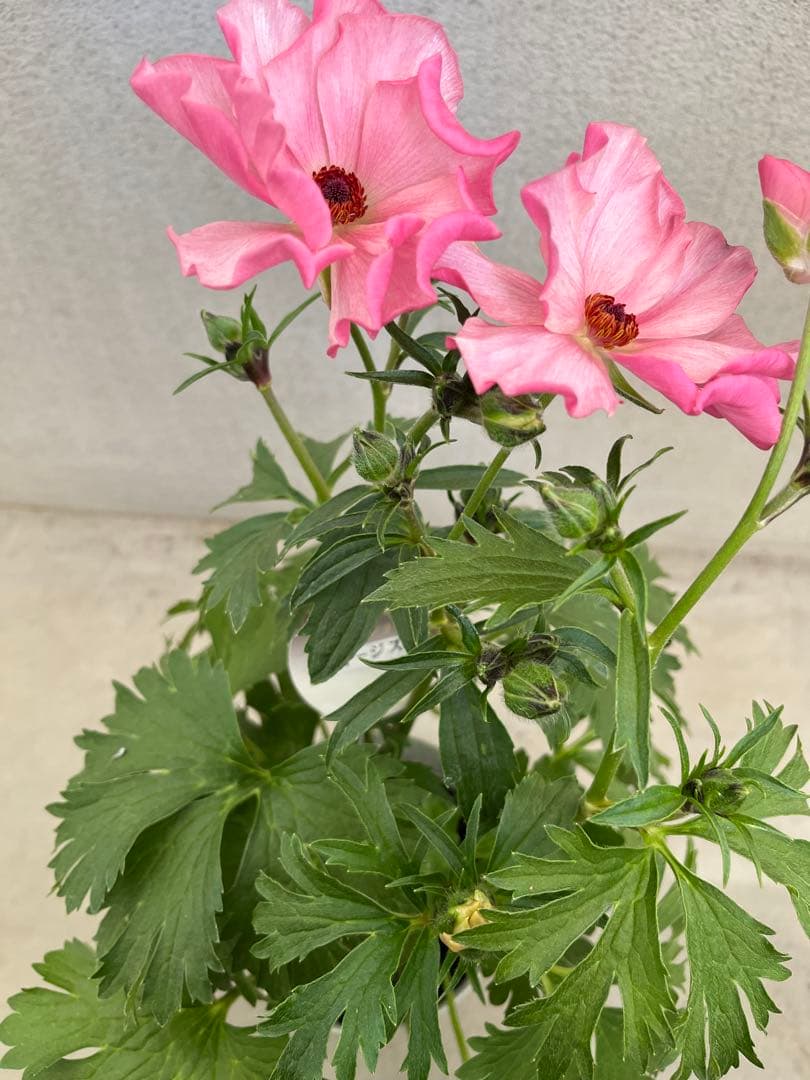 ラナンキュラス ラックス イーシス（イージス）5寸 鉢花 ラベル付 廃盤