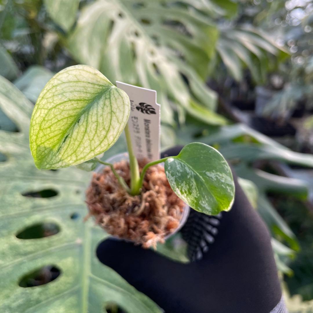 DM2モンステラ デリシオーサ ミント斑入り 2寸ポリポット ネコポス発送